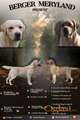 Stenci LABRADOR retrivera